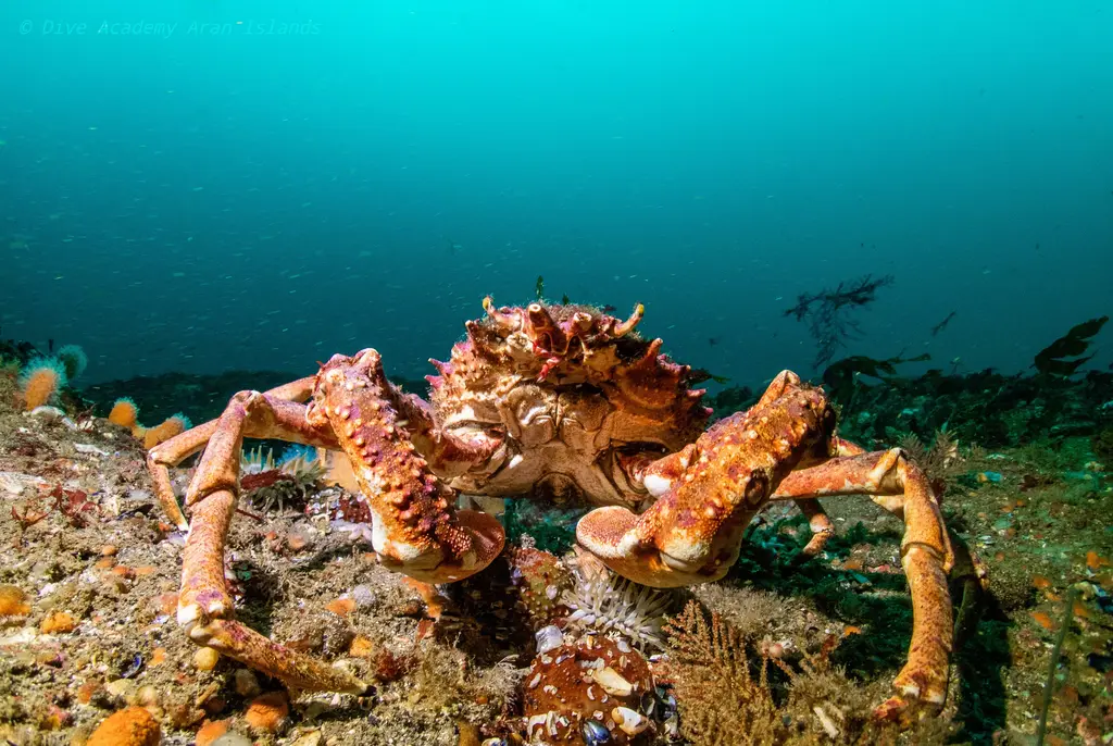 Spider crab spotted during boat fun dive near Aran Islands
