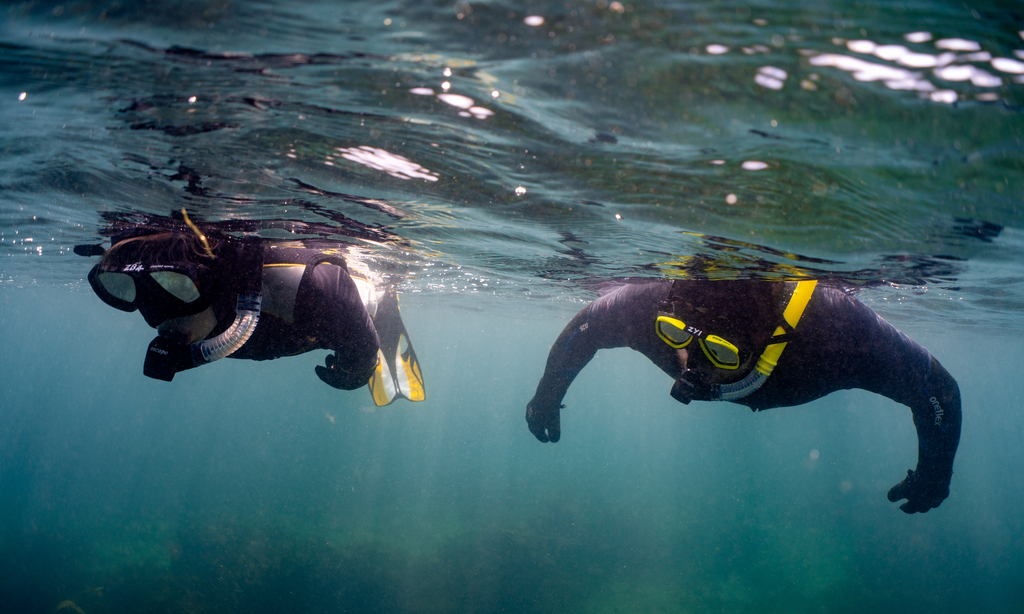 snorkelers watching underwater kelp near Inishmore, Aran Islands