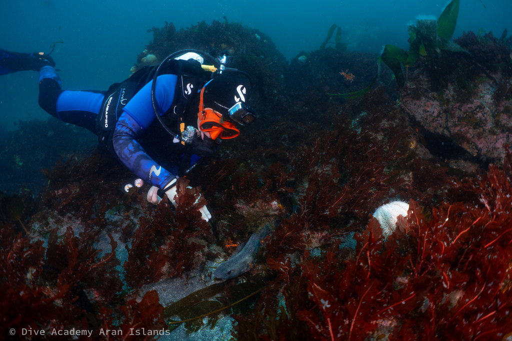 diver watching cat shark underwater, Aran Islands