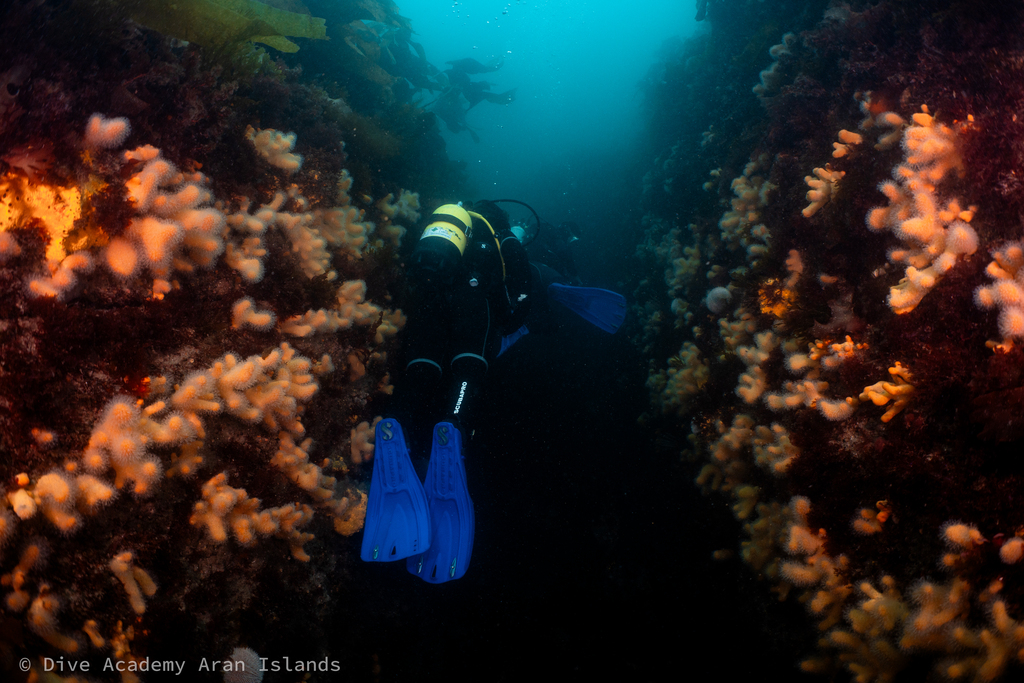 scuba diver exploring underwater an amazing dive site near Inishmore, aran islands