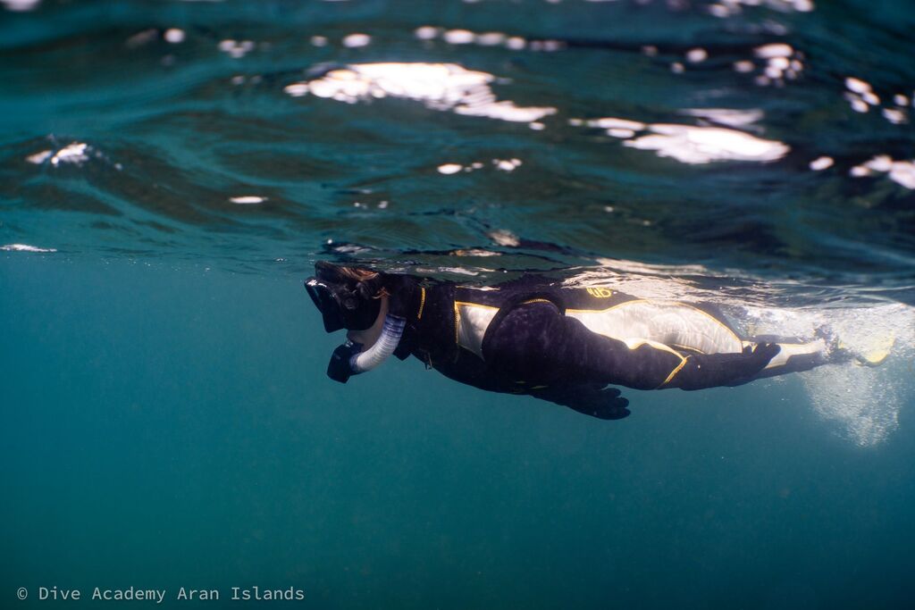 Wildlife Snorkelling Experience with Dive Aran around Aran Islands