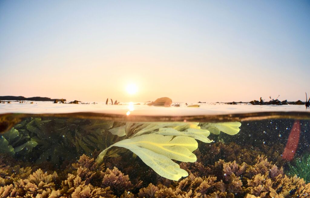 amazing underwater world, seaweeds, kelp in Ireland, Aran islands